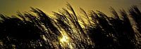Riet (brede wand foto)