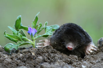 Mole
