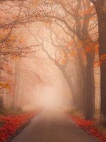 Sprookjesachtige Oranjewoud Friesland mooie kleuren door de mist .