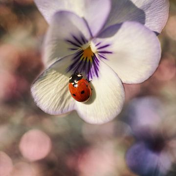 dreamy ladybird van Saskia Schotanus