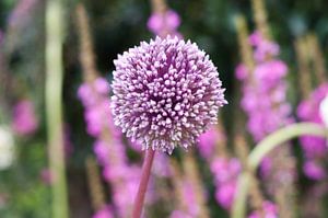 Roze uienbloem sur Patricia Verbruggen