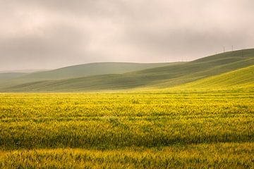Gouden velden in Toscane van Bo Scheeringa Photography