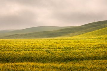 Champs d'or en Toscane sur Bo Scheeringa Photography