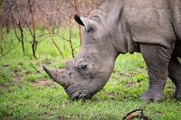 Südafrika - Safaris, Küsten und Weinberge