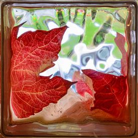 Gouden herfstbladeren door glas baksteen venster van Sasha Samardzija