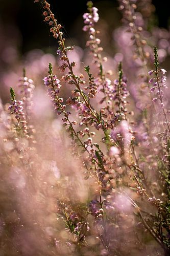 Dreamy pink heather in bloom