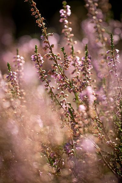 Verträumtes rosa Heidekraut in Blüte von KB Design & Photography (Karen Brouwer)