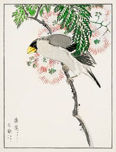 Pinson des pommiers et arbre à soie japonais, illustration de Numata Kashu sur Studio POPPY