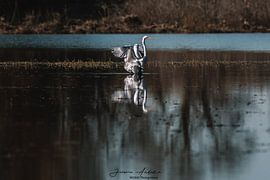Grande Aigrette