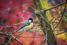 Great tit sitting on tree in garden