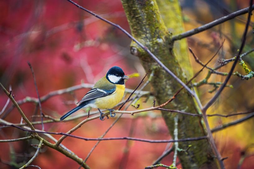 Great tit sitting on tree in garden by ManfredFotos