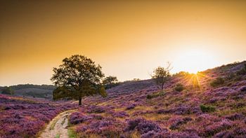 Zonsopkomst op de Posbank