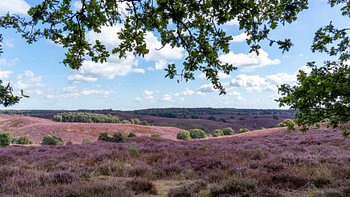 Violette Heide auf dem Posbank