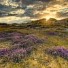 Heide in de duinen bij Hargen van peterheinspictures