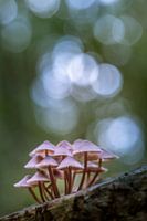Roze paddestoelen