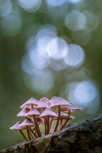 Pink mushrooms