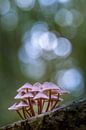 Pink mushrooms by Erik Veldkamp thumbnail
