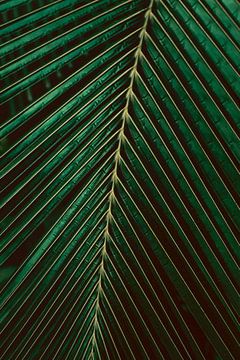 Tropical palm leaf in dark green color tones by Denise Tiggelman