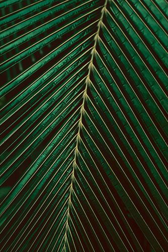 Tropical palm leaf in dark green color tones