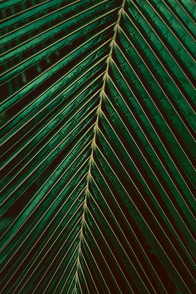 Tropical palm leaf in dark green color tones by Denise Tiggelman