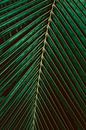 Tropical palm leaf in dark green color tones by Denise Tiggelman thumbnail