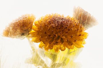 Gele chrysant in ijs 1 van Marc Heiligenstein