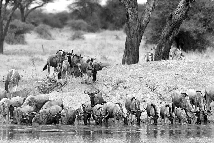 Auf Safari in Afrika: Gnu-Herde trinkt an einer Wasserstelle (schwarz/weiss) von Rini Kools