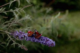 Vlinder paar van Sophie Luther