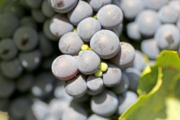 Close-up van rijpe blauwe druiven bij Meckenheim, Pfalz van Udo Herrmann