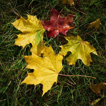 Bladeren van een esdoorn met heldergele herfstverkleuring
