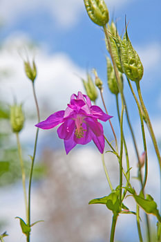 Une fleur délicate dans une prairie au printemps.
