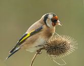 Goldfinch on daffodil by Harry Punter thumbnail