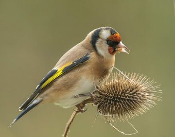 Goldfinch on daffodil by Harry Punter