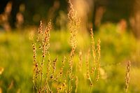 Wildflowers
