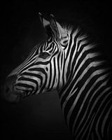 The Striping Zebra