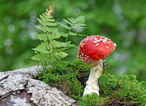 Tabouret de crapaud