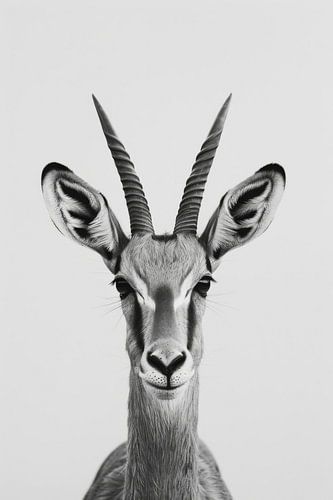 Antilope - Zwart-wit fotografie voor liefhebbers van wilde dieren