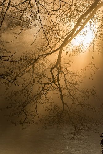 De schaduwen van de Sorgue 1