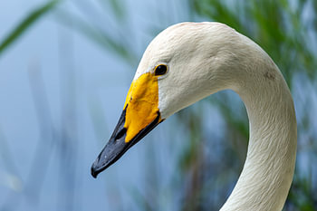 Portrait de cygne sauvage