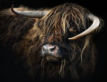 Schottischer Highlander