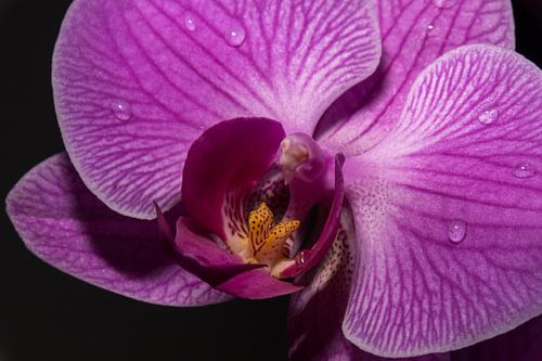 Fier et puissant en couleur et en apparence!