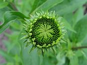 Groene bloem van Lotte Veldt thumbnail