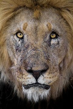 Lion avec des cicatrices sur Richard Guijt Photography