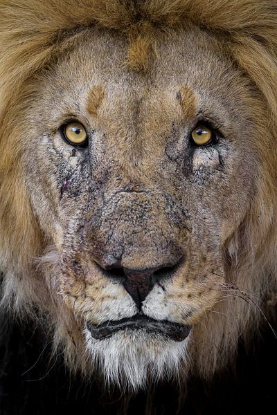 Lion avec des cicatrices par Richard Guijt Photography