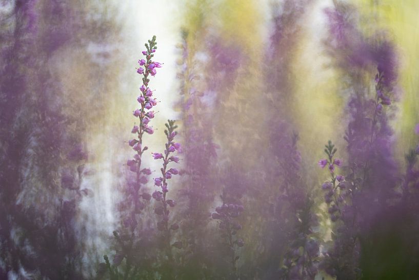 Struikheide, Erica - Calluna vulgaris 3 van Danny Budts
