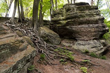 big rocks and tree roots on walking trail in the teutoburgerwald in ge by ChrisWillemsen