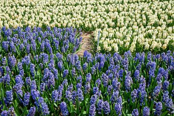 veld met kleurrijke hyacinten in Holland van Jan Fritz