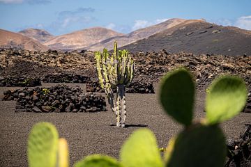 Cactus 2 by Nuance Beeld