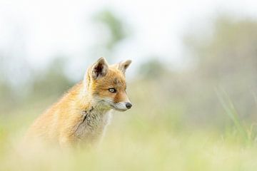 jeune renard dans l'herbe sur bryan van willigen