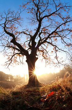 Sunburst von Olha Rohulya